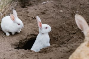 two white rabbits