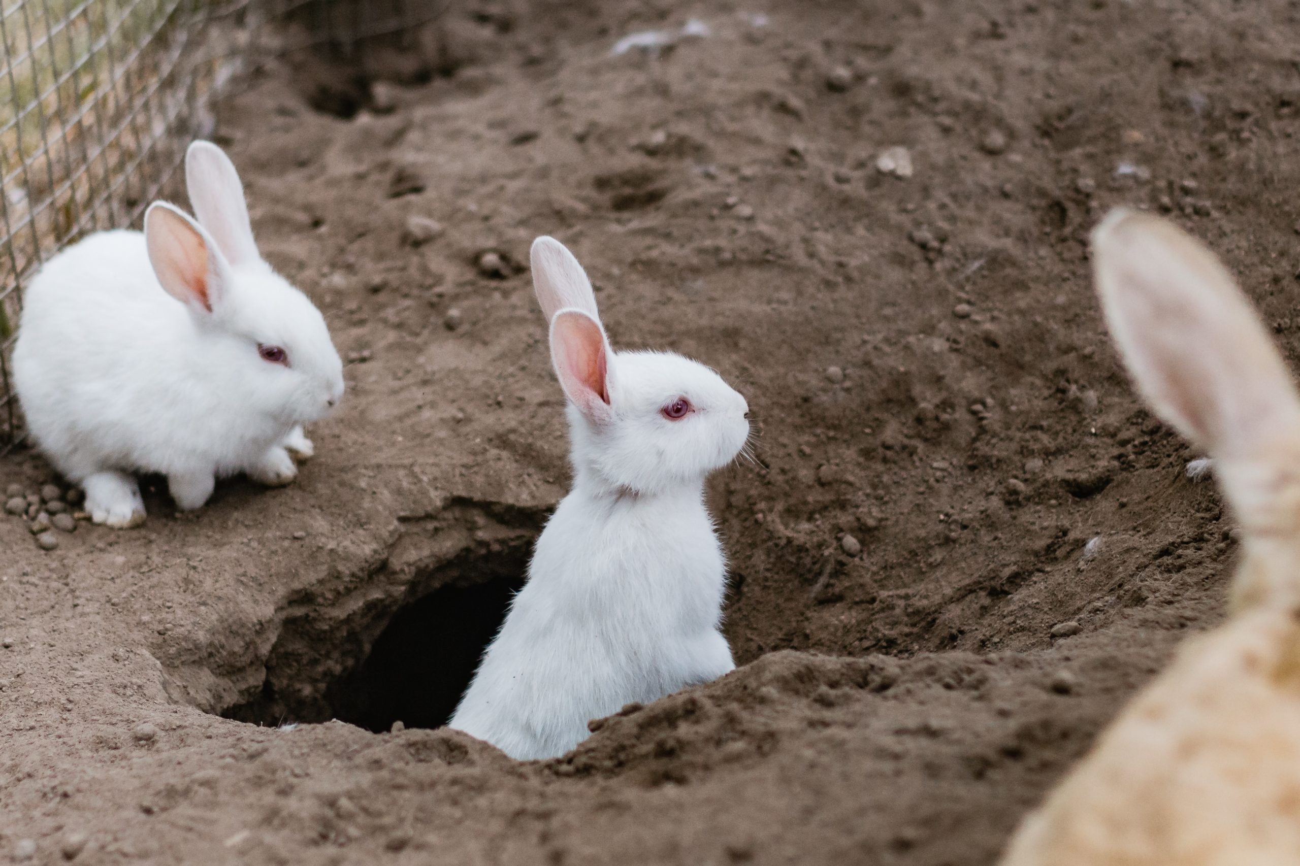 Ребит хол. Дикий кролик в норе. Новозеландский белый кролик.